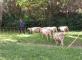 LES MOUTONS MARSEILLAIS Les Séolanes Marseille